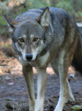 Image of Red wolf