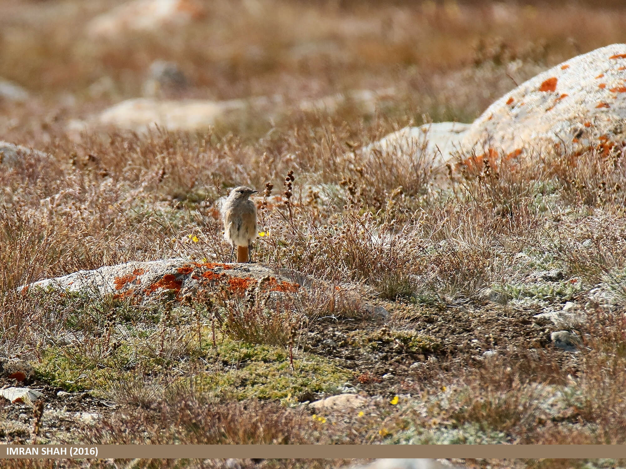 Image of Güldenstädt's Redstart