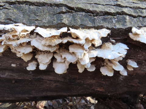 Image of Trametes pubescens (Schumach.) Pilát 1939