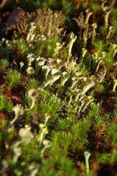 Plancia ëd Cladonia carneola (Fr.) Fr.