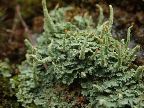 Image of Cladonia macilenta