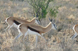 Image of Springbok