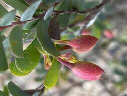 Image of Homoranthus zeteticorum L. A. Craven & S. R. Jones