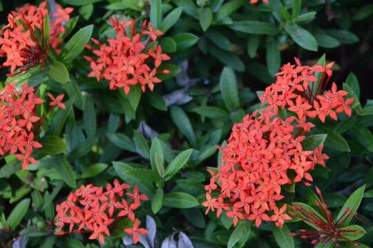 Image of ixora