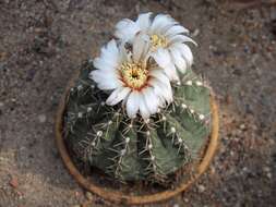 Imagem de <i>Gymnocalycium quehlianum</i>