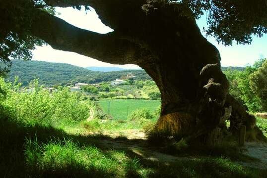 Image of Holm Oak