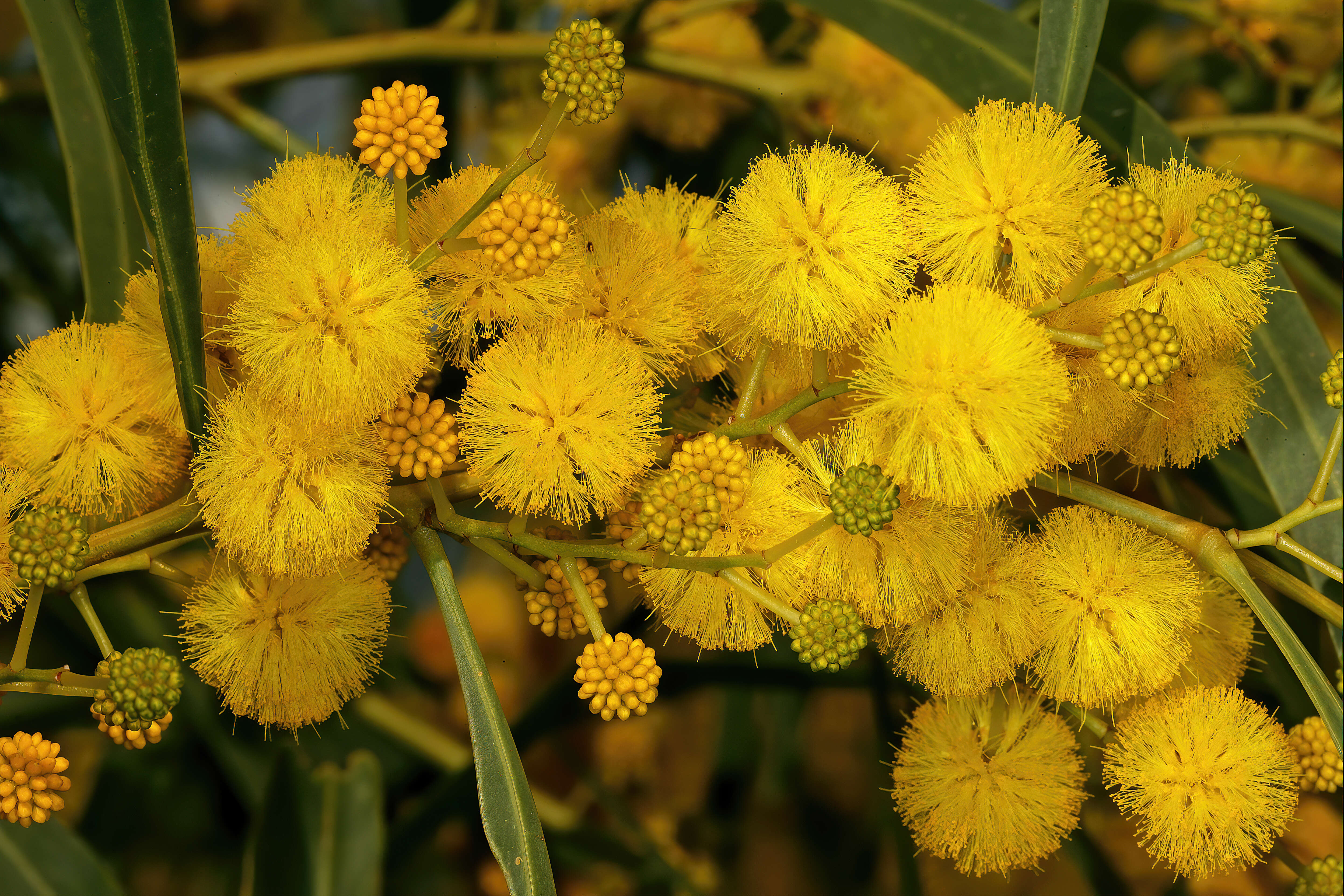 Image of orange wattle