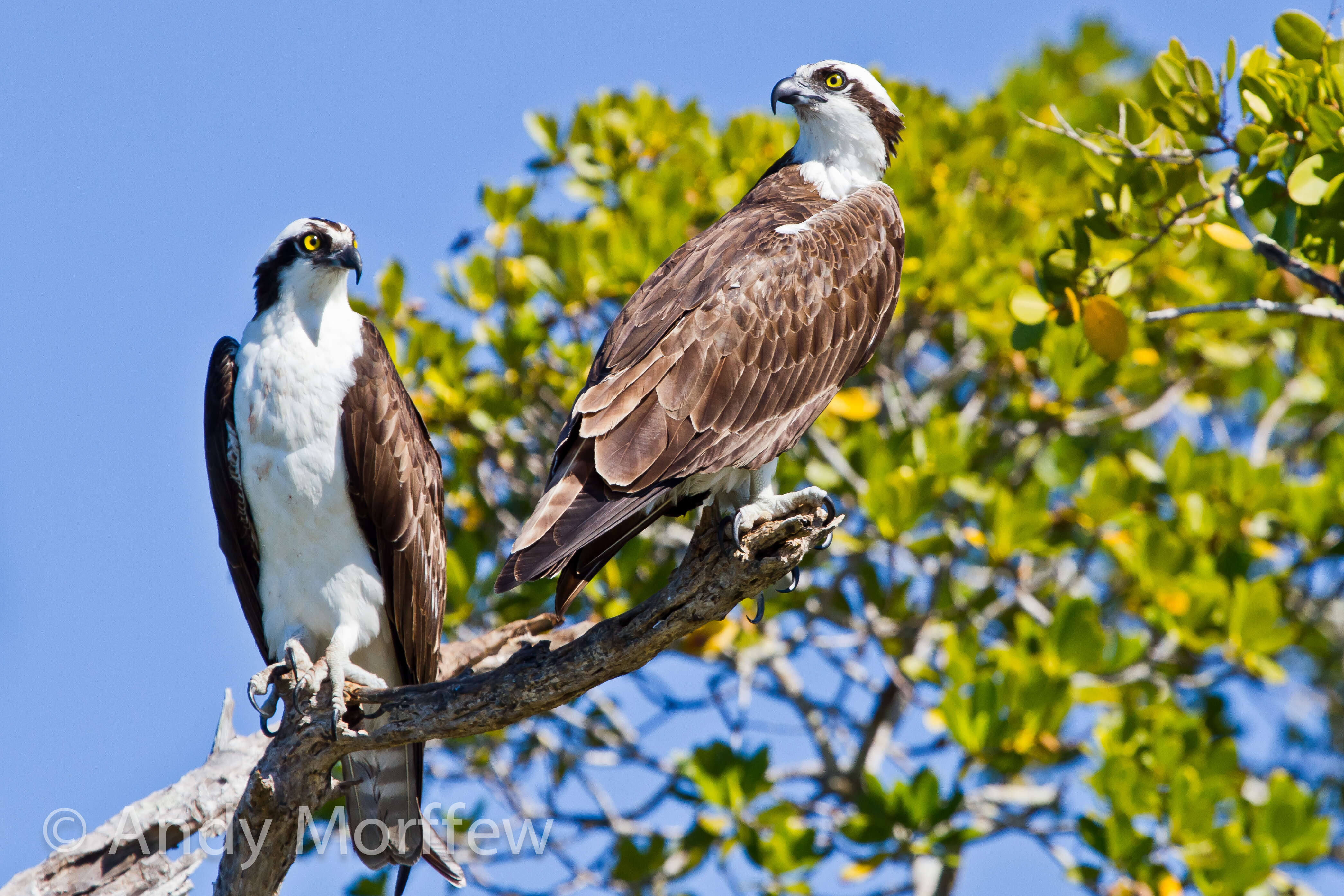 Image of ospreys