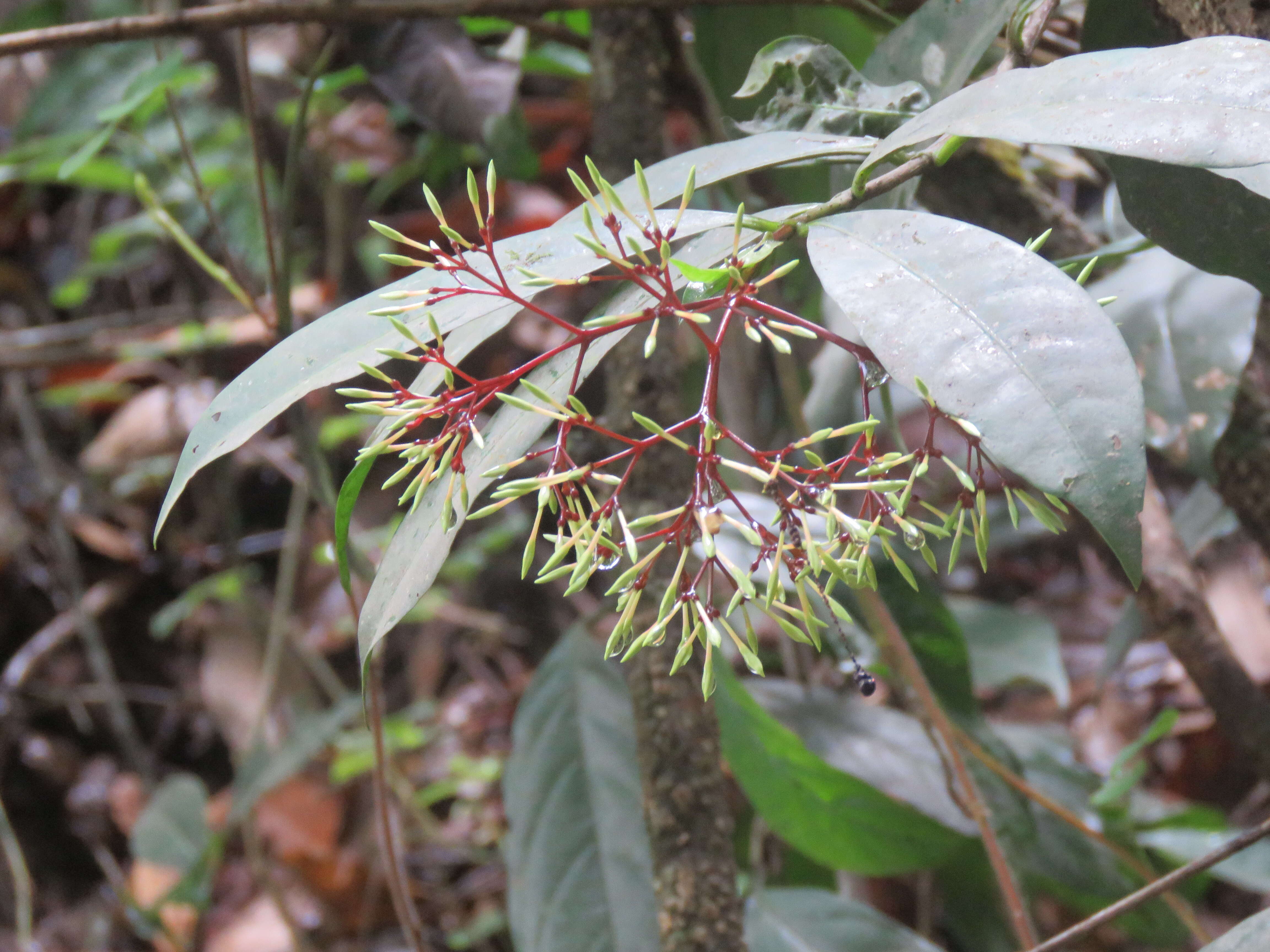 Image of Ixora nigricans R. Br. ex Wight & Arn.