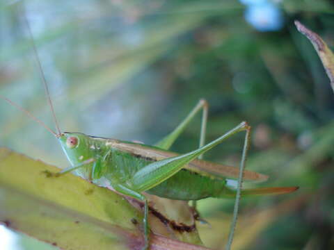 Image of Slender Meadow Katydid