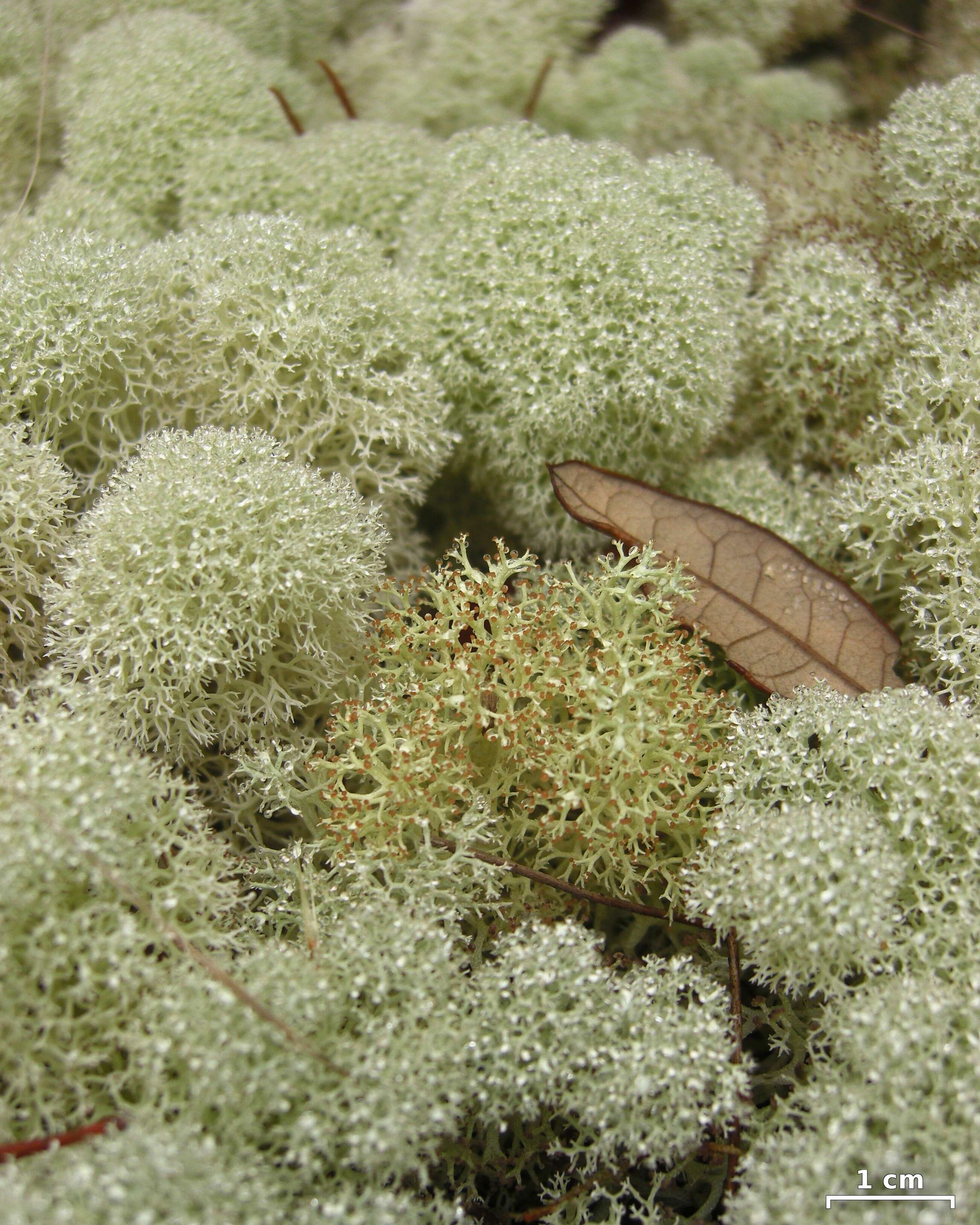 Слика од Cladonia evansii Abbayes