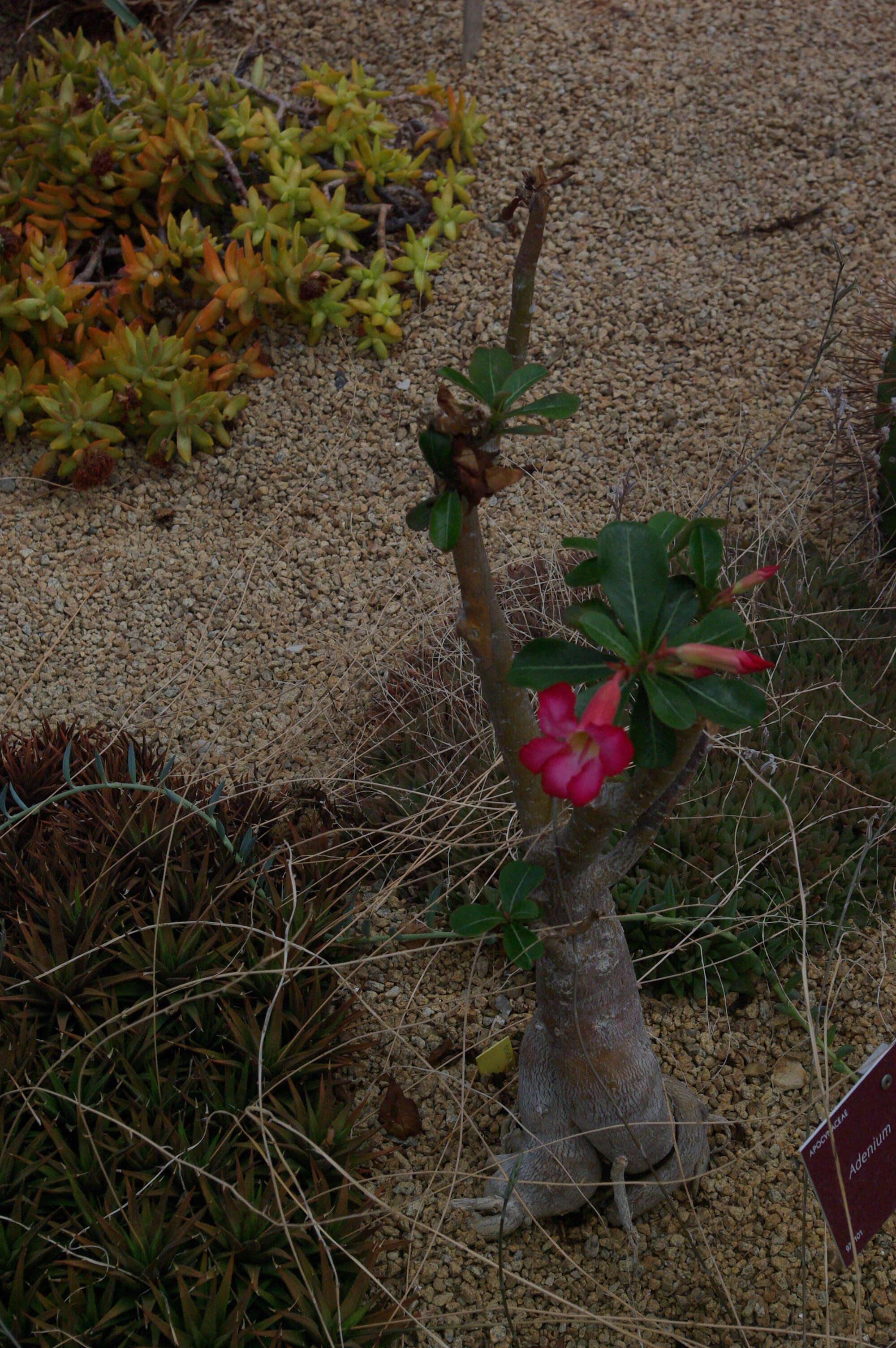 Image of Desert Rose