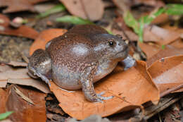 Image of Balloon Frogs