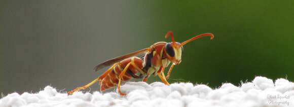 Image of Polistes dorsalis (Fabricius 1775)