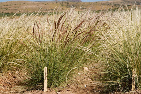 Image de Pappophorum vaginatum