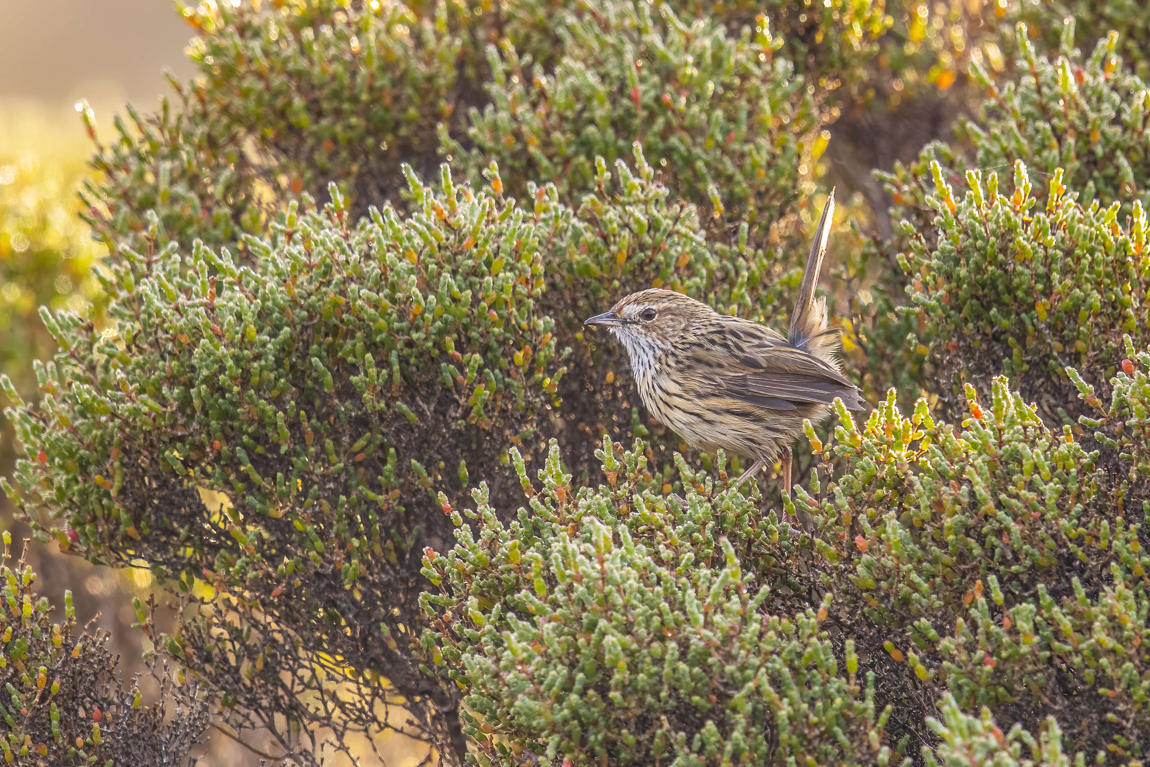 Image of Striated Calamanthus