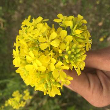 Image of Brassica rapa subsp. oleifera