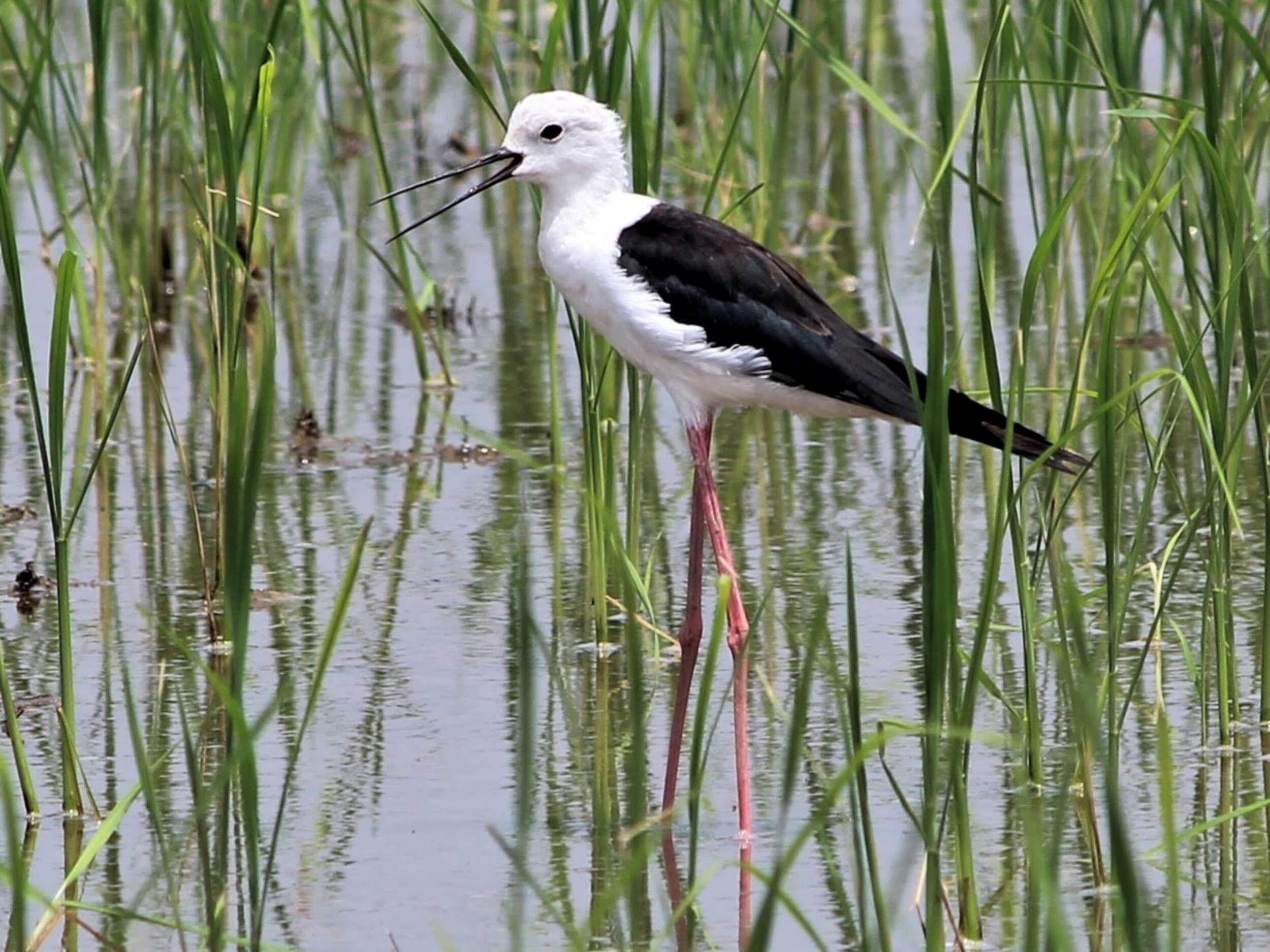 Image of Black-winged Stilt