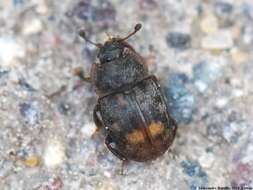 Image of Sap-feeding beetle