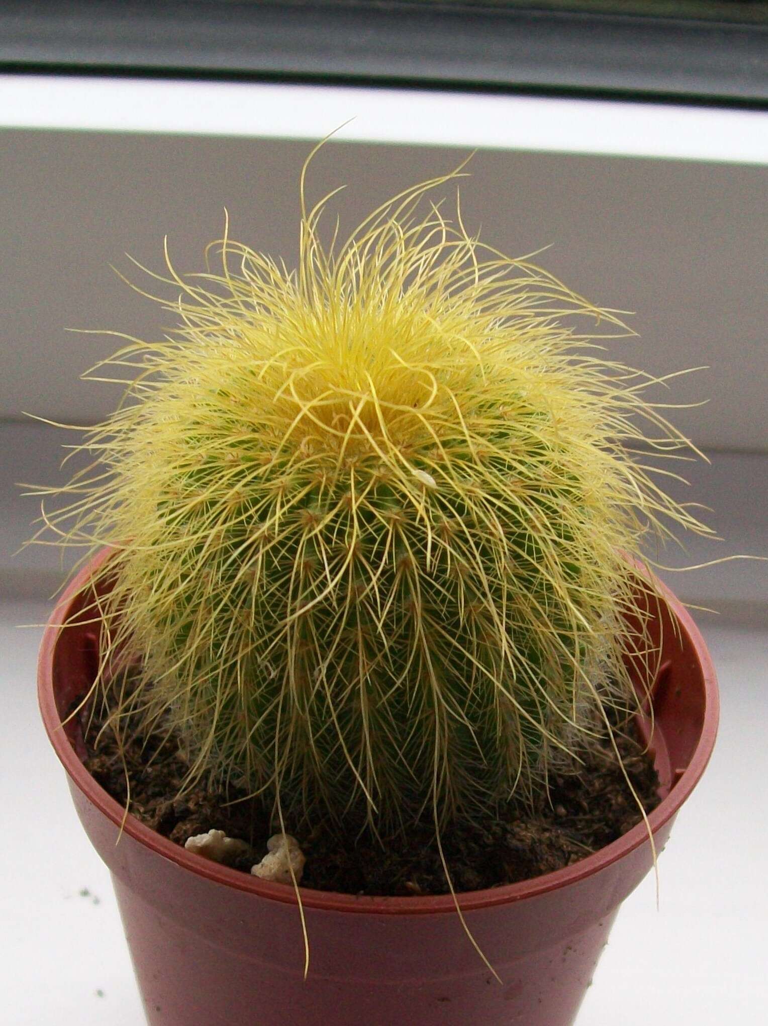 Image of Parodia lenninghausii (F. Haage) F. H. Brandt ex Eggli & Hofacker