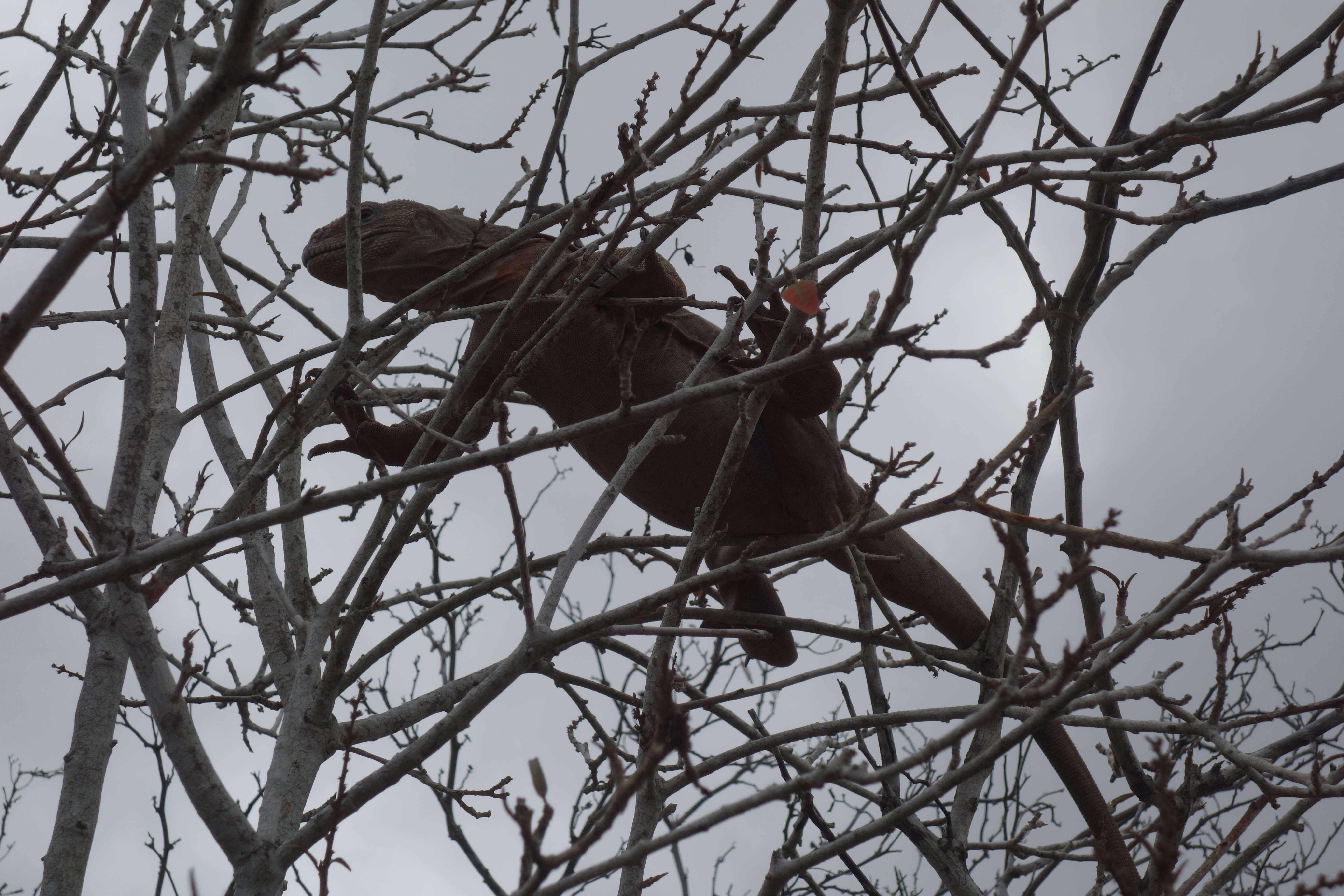 Image of Santa Fe Land Iguana