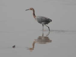 Image of Little Blue Heron