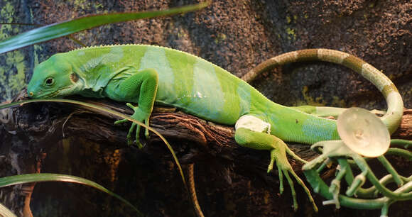 Image of Fiji iguanas