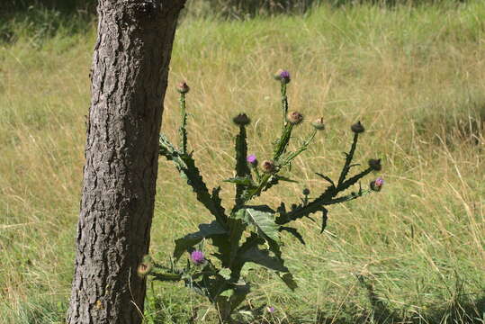 Image of Cotton Thistle