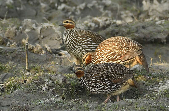 Image of Swamp Francolin