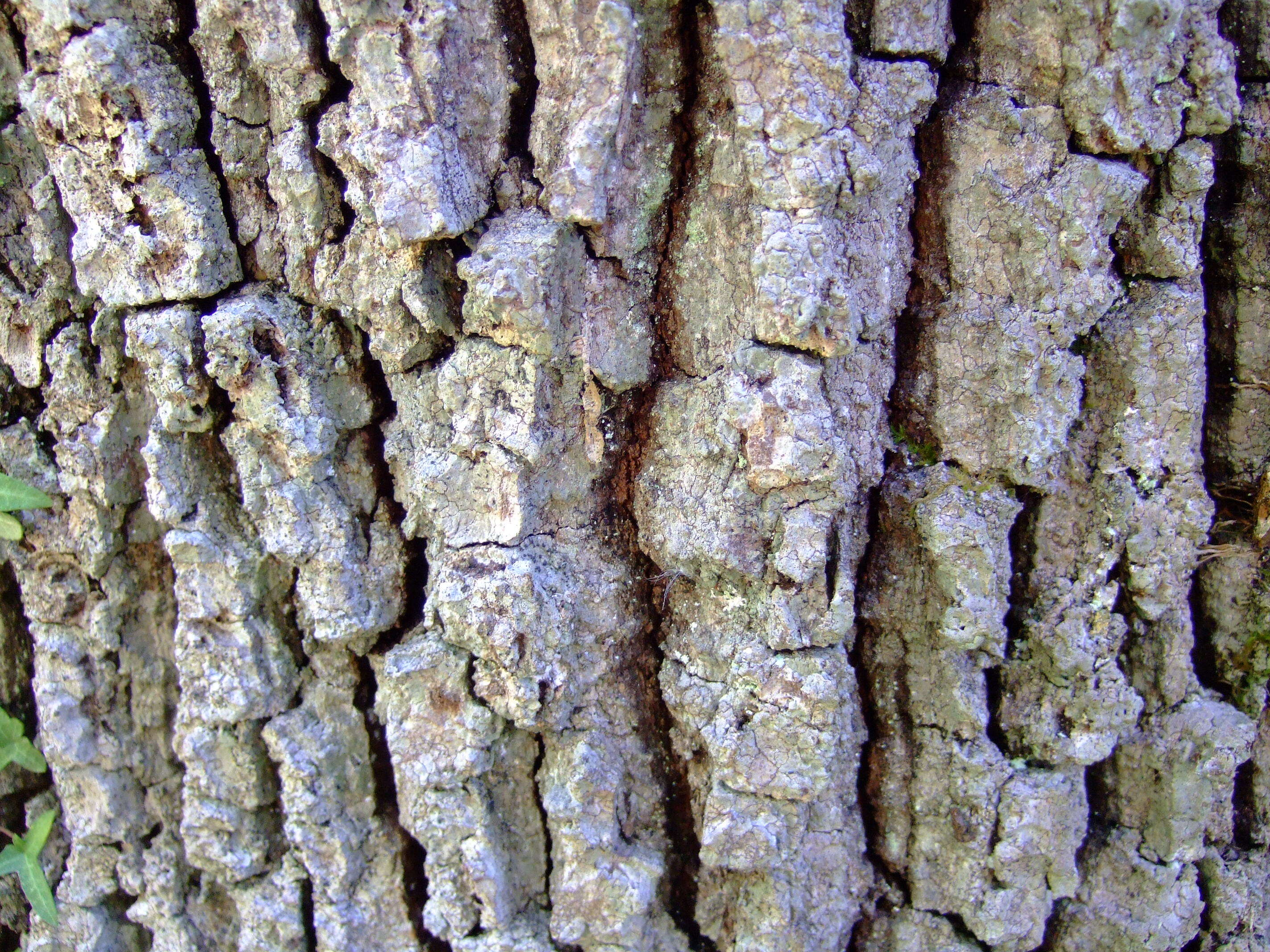 Image of Iberian white oak