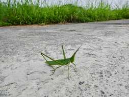 Image of Chinese Grasshopper