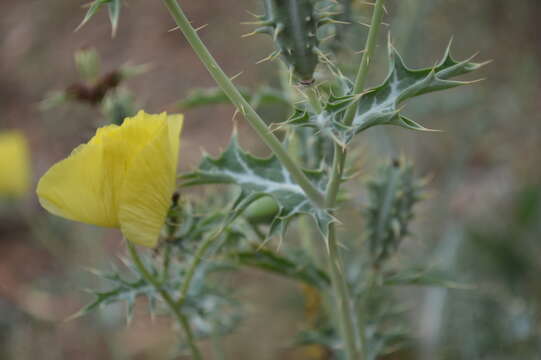 Image of Mexican pricklypoppy