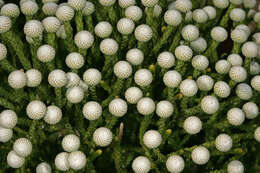 Sivun Brunia noduliflora P Goldblatt & J. C. Manning kuva