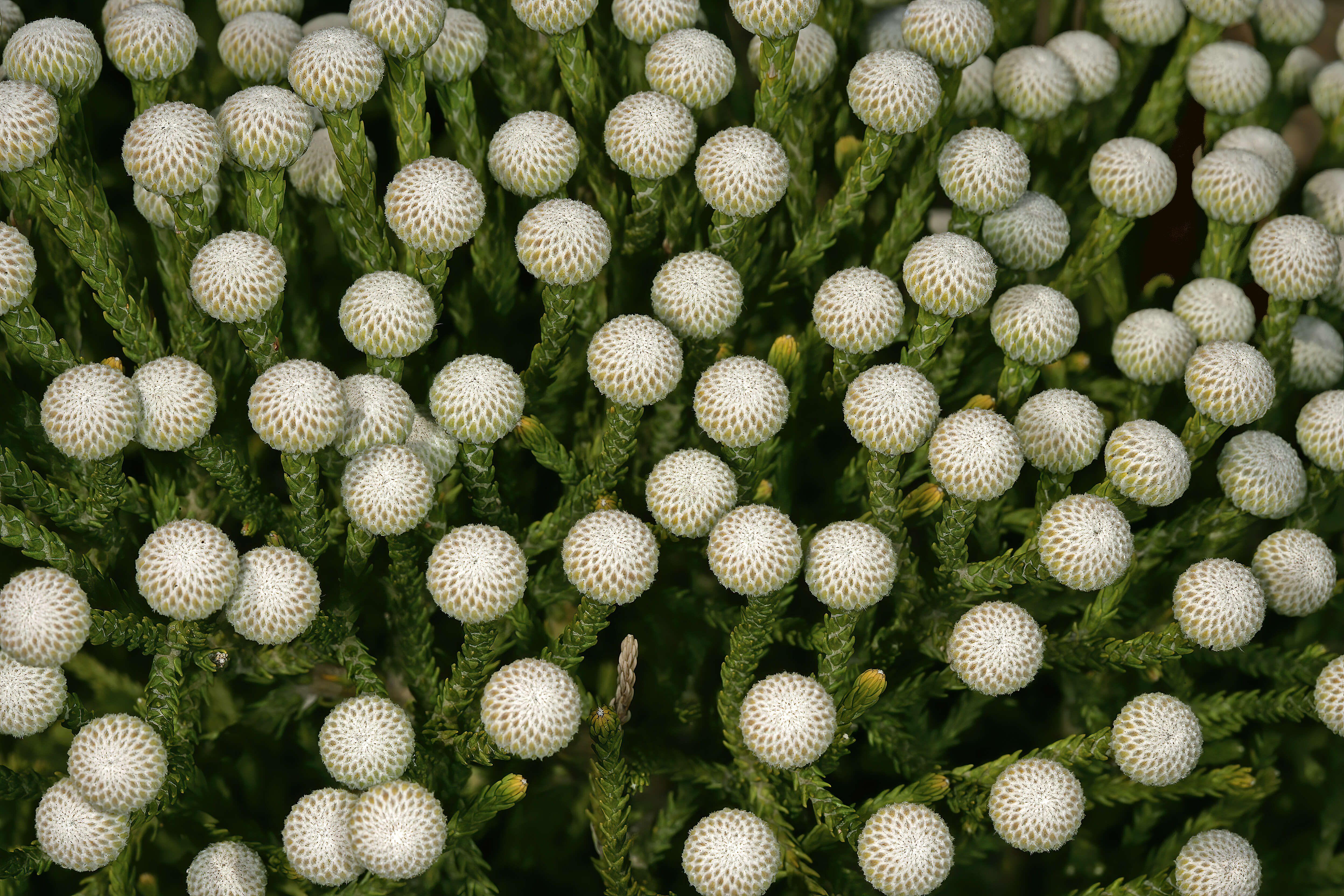 Sivun Brunia noduliflora P Goldblatt & J. C. Manning kuva