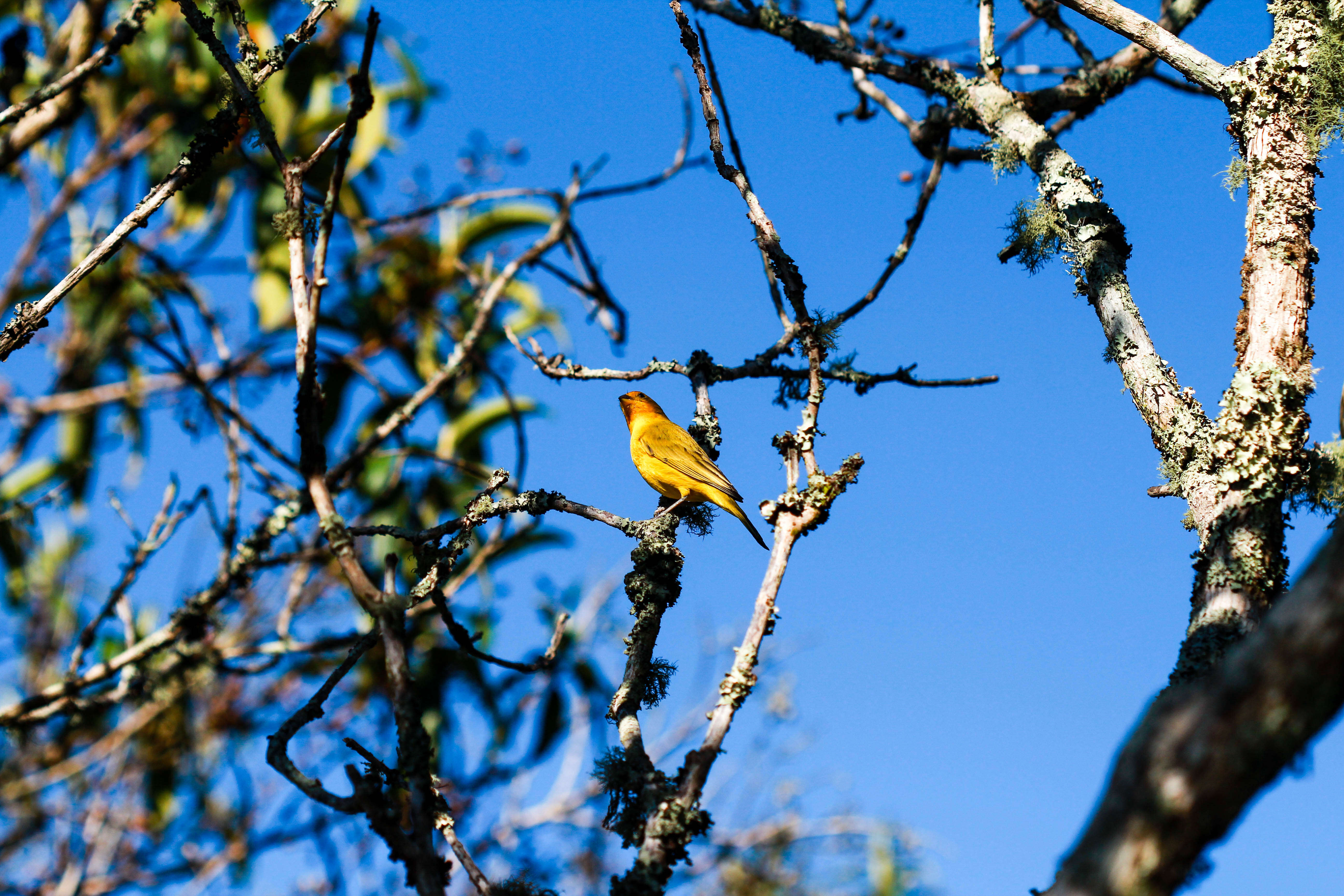 Image of Saffron Finch