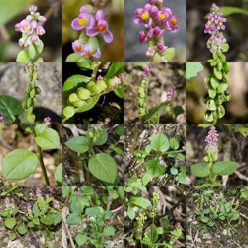 Image of Polygala tatarinowii Regel