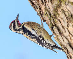 Image of Sapsucker