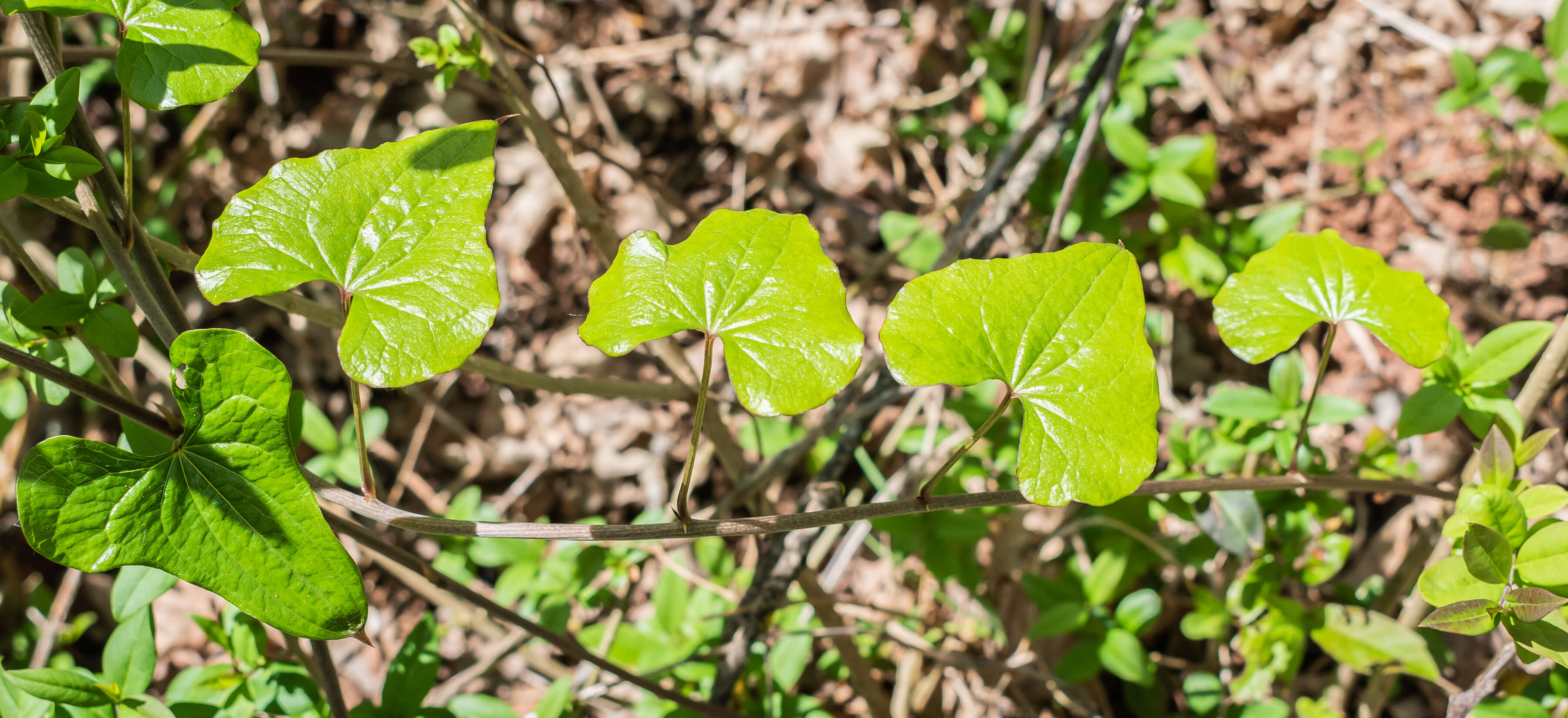 Image of Dioscorea communis (L.) Caddick & Wilkin