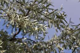 Plancia ëd Pyrus salicifolia Pall.