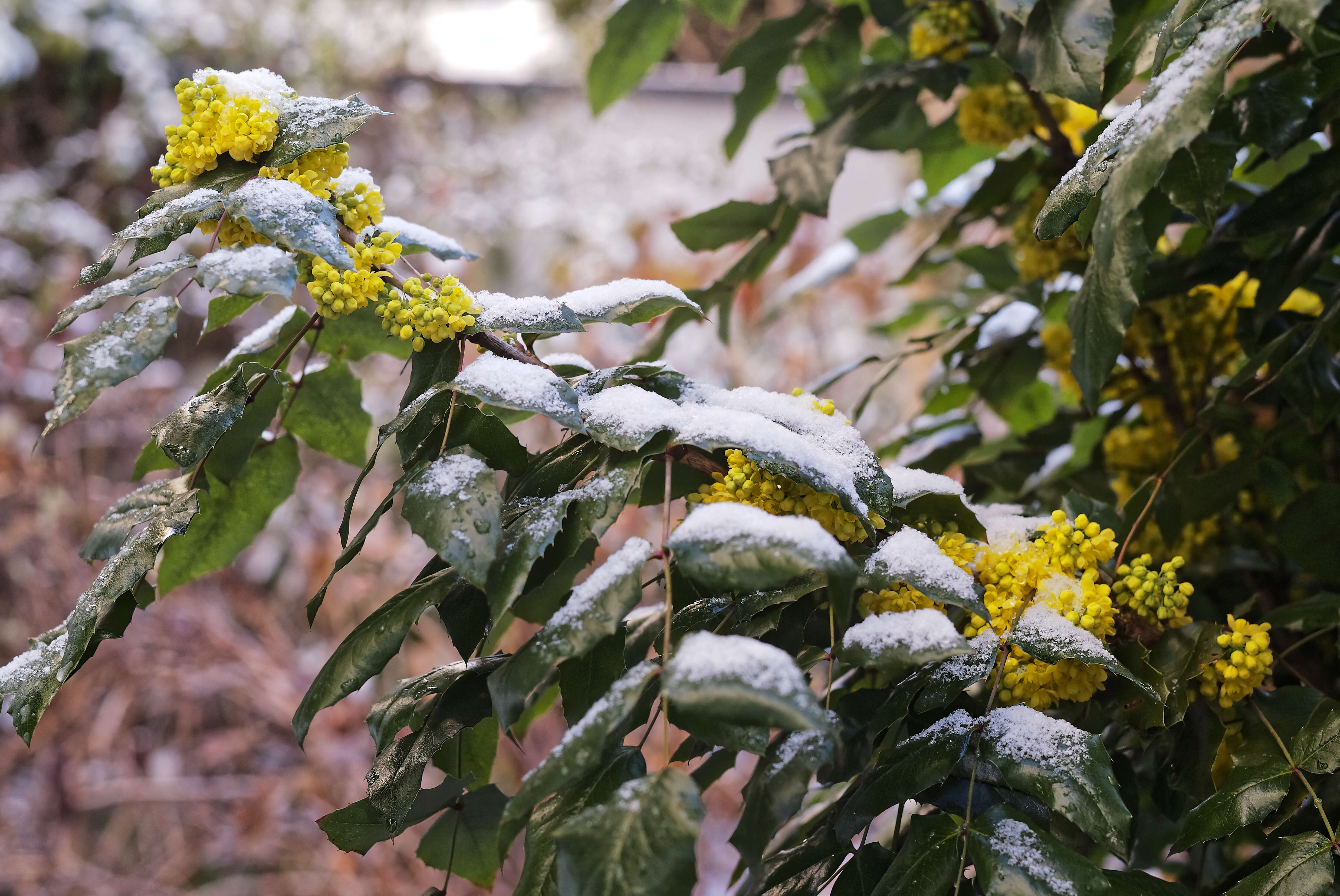 Image of Hollyleaved barberry