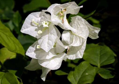 Слика од Bougainvillea