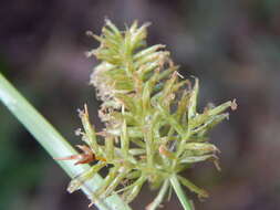 Image de Cyperus hillebrandii Boeckeler