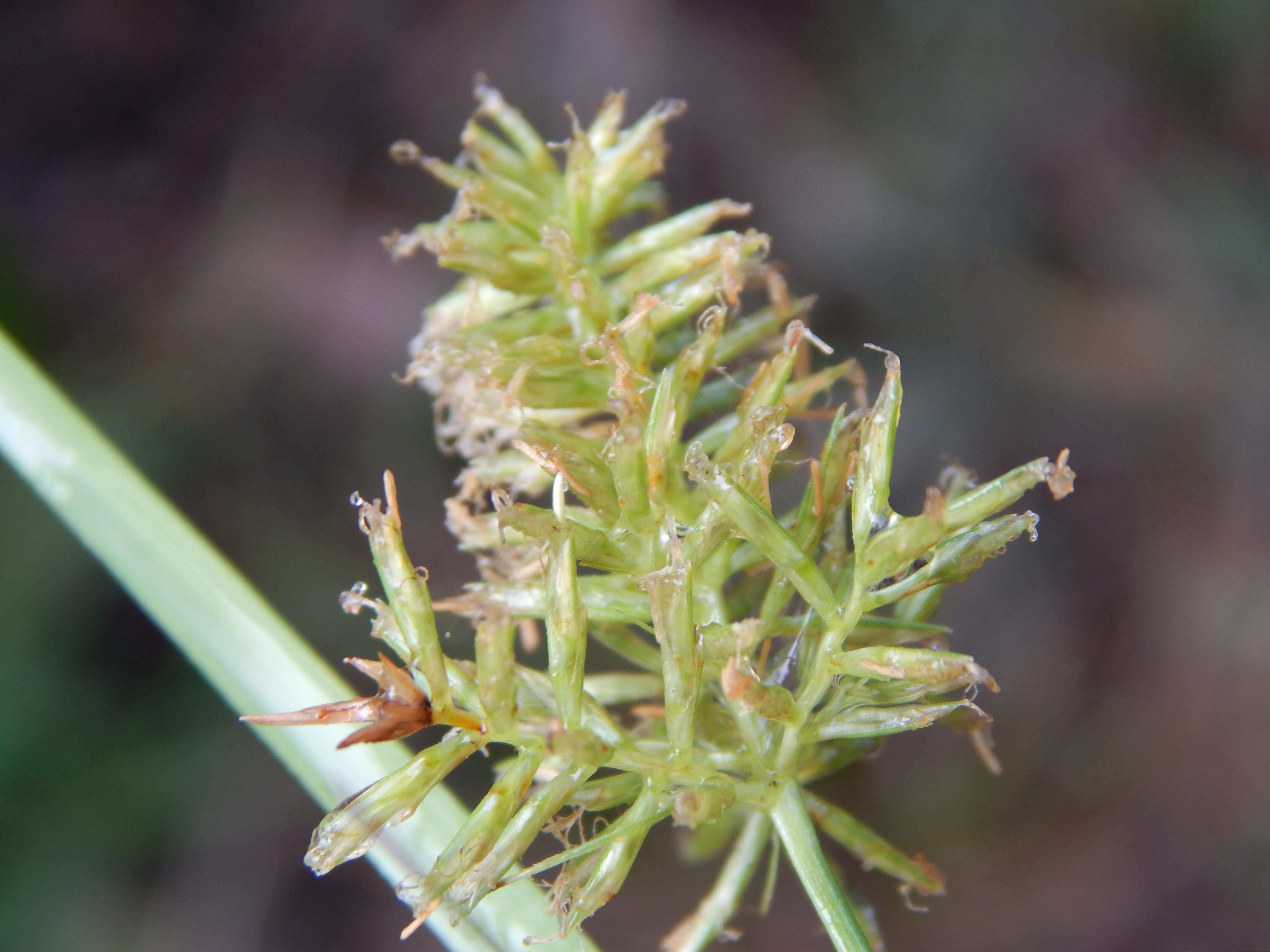 Image de Cyperus hillebrandii Boeckeler