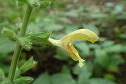 Imagem de Salvia glutinosa L.