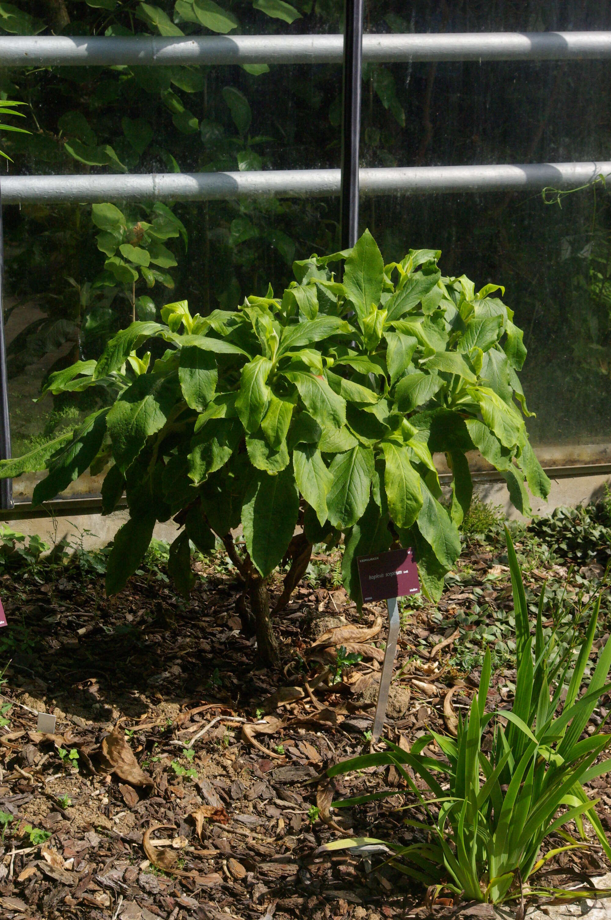 Image de Digitalis sceptrum L. fil.