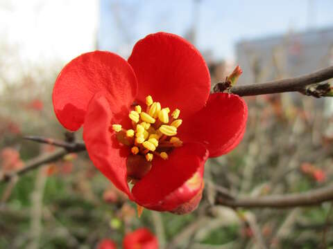 Слика од Chaenomeles japonica (Thunb.) Lindl. ex Spach