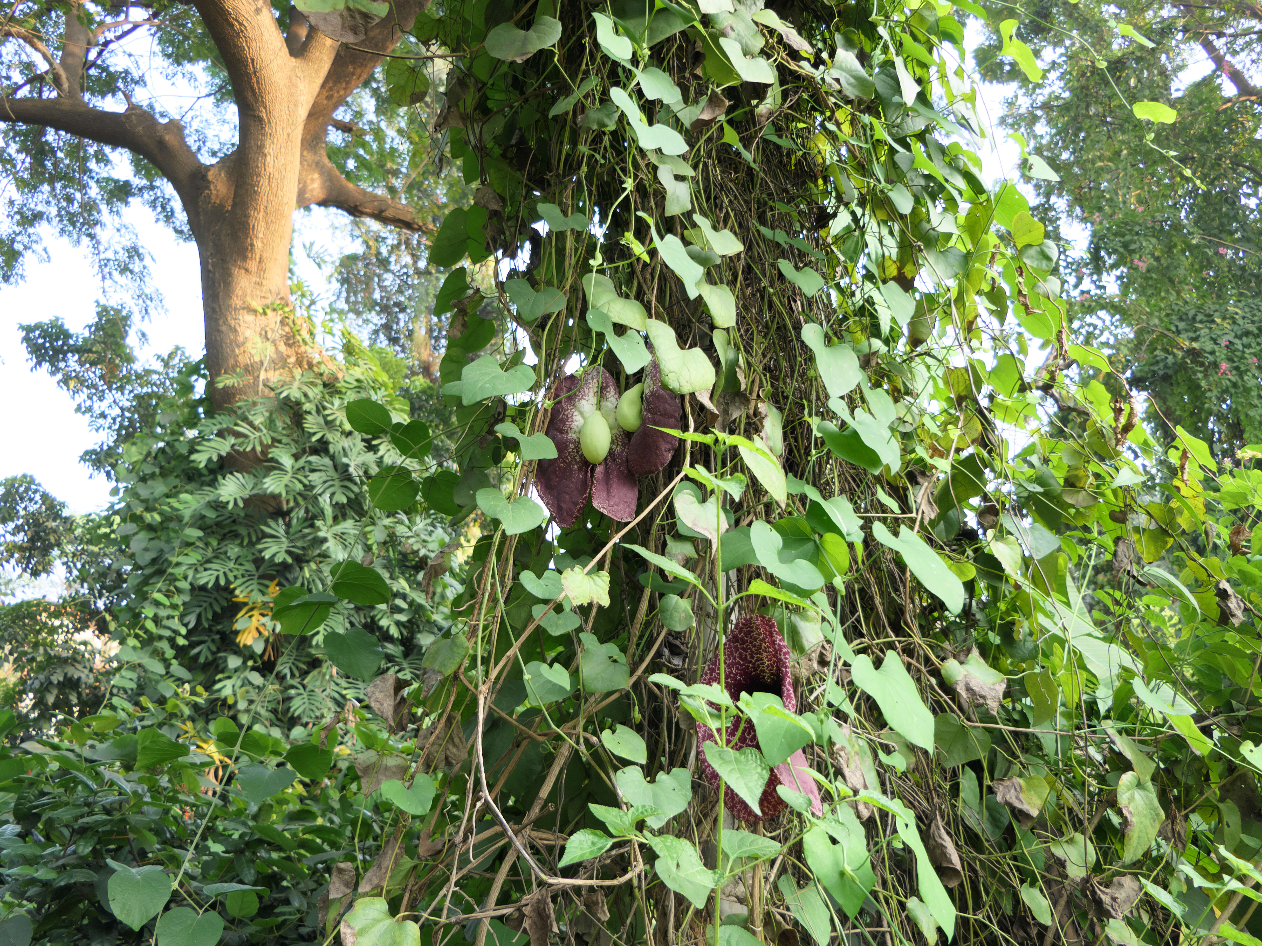 صورة Aristolochia elegans Mast.