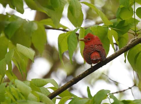 Imagem de Sanhaçu-vermelho