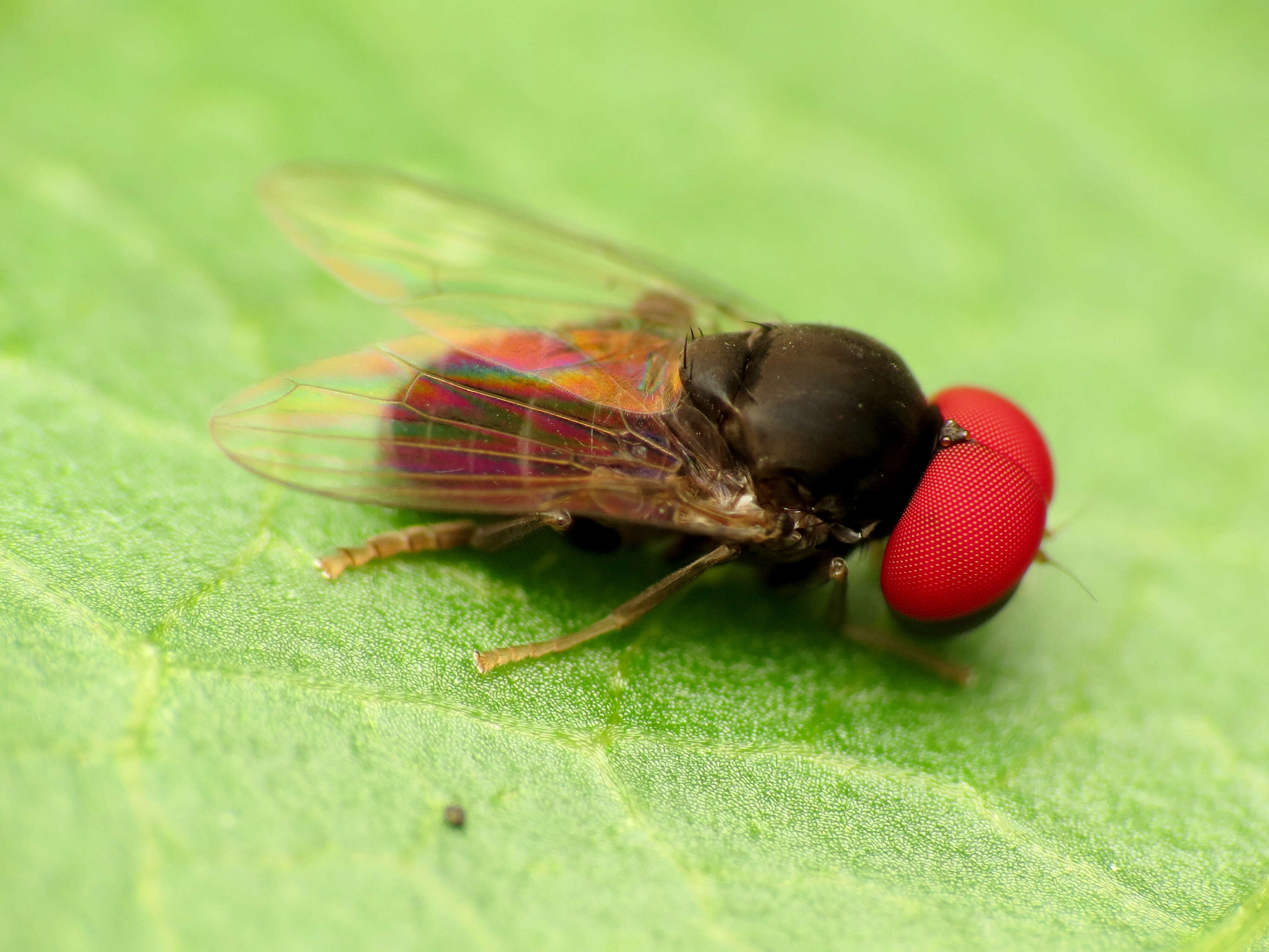 Image of Platypezoidea