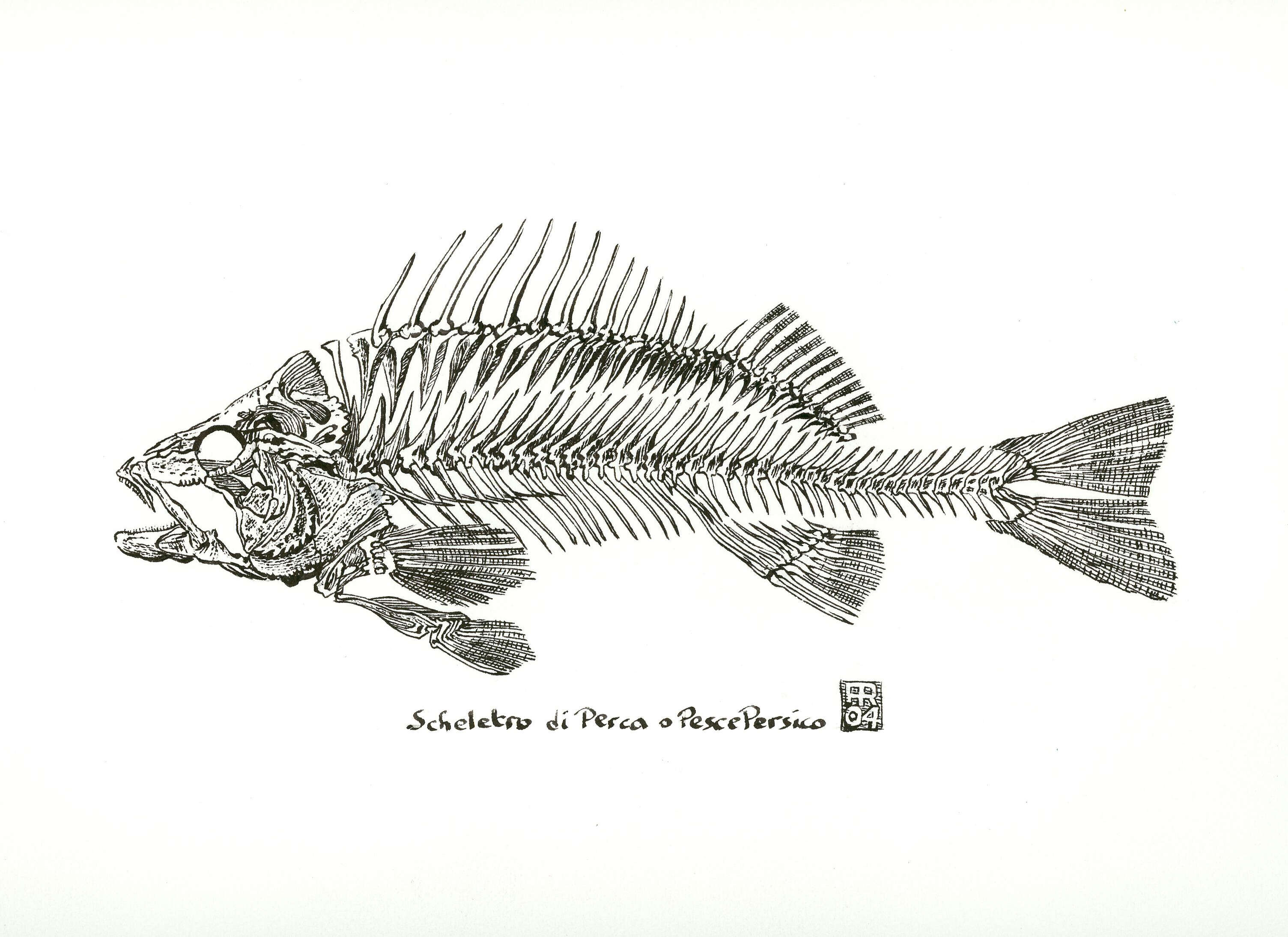 Image of Perch
